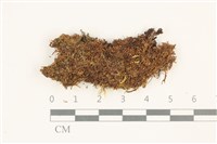 挺葉苔藏品圖，第1張