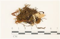 卷葉苔藏品圖，第1張