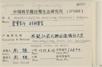 石生挺葉苔藏品圖，第2張