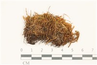 石生挺葉苔藏品圖，第1張