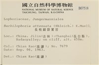 長枝細裂瓣苔藏品圖，第2張