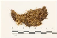 長枝細裂瓣苔藏品圖，第1張