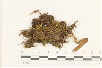 闊葉細裂苔藏品圖，第1張
