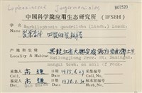 四裂細裂瓣苔藏品圖，第2張