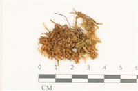 四裂細裂瓣苔藏品圖，第1張