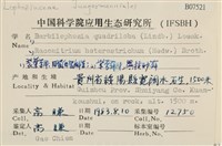 四裂細裂瓣苔藏品圖，第2張