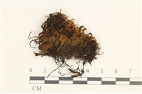 四裂細裂瓣苔藏品圖，第1張