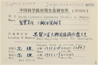 三瓣細裂瓣苔藏品圖，第2張