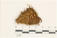 三瓣細裂瓣苔藏品圖，第1張