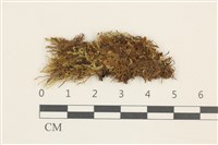 三瓣細裂瓣苔藏品圖，第1張