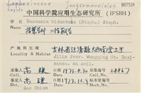 雙齒鞭苔藏品圖，第2張