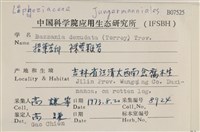 裸莖鞭苔藏品圖，第2張