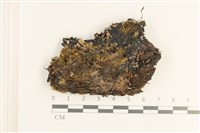 裂葉鞭苔藏品圖，第1張