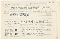 裂葉鞭苔藏品圖，第2張