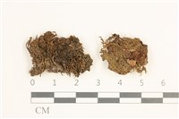 裂葉鞭苔藏品圖，第1張