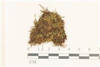 錫金鞭苔藏品圖，第1張