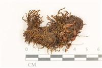 全緣廣萼苔藏品圖，第1張