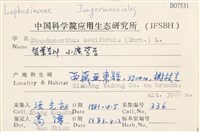 小廣萼苔藏品圖，第2張