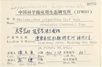 登錄號:B00007532藏品圖，第2張