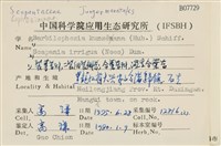 二裂細裂瓣苔藏品圖，第2張
