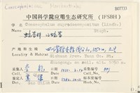 小蛇苔藏品圖，第2張