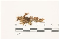 小蛇苔藏品圖，第1張