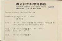 綠片苔藏品圖，第2張