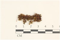 綠片苔藏品圖，第1張