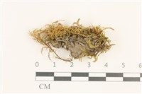 壺苞苔藏品圖，第1張