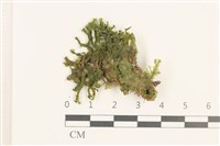 壺苞苔藏品圖，第1張