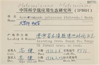 毛擬叉苔藏品圖，第2張