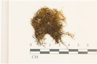 毛擬叉苔藏品圖，第1張