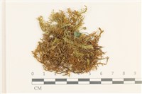 毛擬叉苔藏品圖，第1張