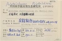 尖葉仙鶴蘚藏品圖，第2張