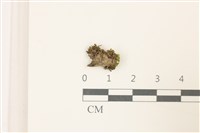 小仙鶴蘚藏品圖，第1張