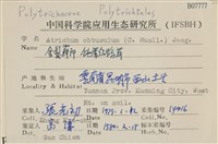 鈍葉仙鶴蘚藏品圖，第2張