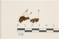 鈍葉仙鶴蘚藏品圖，第1張