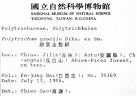 細葉金髮蘚藏品圖，第2張