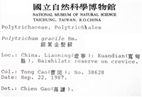 細葉金髮蘚藏品圖，第2張
