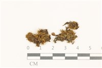 海島花葉蘚藏品圖，第1張