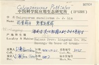 兜葉花葉蘚藏品圖，第2張