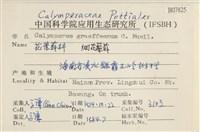 細花葉蘚藏品圖，第2張