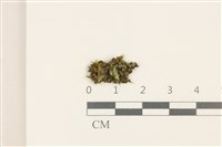 細花葉蘚藏品圖，第1張