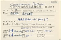 齒邊花葉蘚藏品圖，第2張