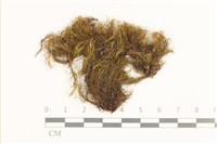 齒邊花葉蘚藏品圖，第1張