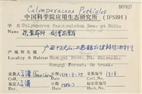 劍葉花葉蘚藏品圖，第2張