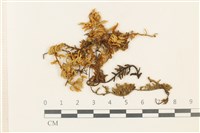 蔓枝蘚藏品圖，第1張