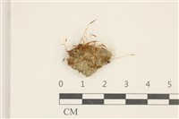 登錄號:B00007842藏品圖，第1張