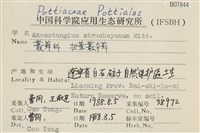 扭葉叢本蘚藏品圖，第2張