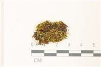 扭葉叢本蘚藏品圖，第1張